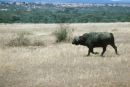 Old Buffalo, Solio Ranch